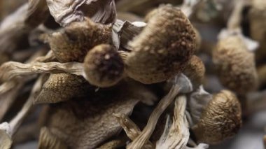 Entheojenler - Psilosibin mantarlarına yakın plan Altın Öğretmen