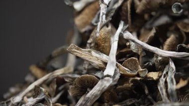 Entheojenler - Psilosibin mantarlarına yakın plan Altın Öğretmen