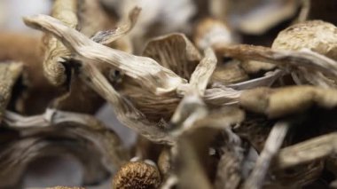 Entheojenler - Psilosibin mantarlarına yakın plan Altın Öğretmen