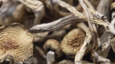 Entheojenler - Psilosibin mantarlarına yakın plan Altın Öğretmen