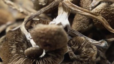 Entheojenler - Psilosibin mantarlarına yakın plan Altın Öğretmen