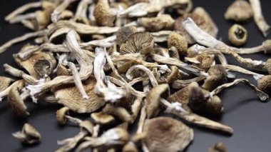 Entheojenler - Psilosibin mantarlarına yakın plan Altın Öğretmen