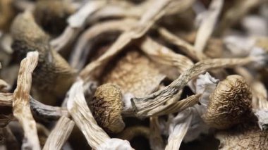 Entheojenler - Psilosibin mantarlarına yakın plan Altın Öğretmen