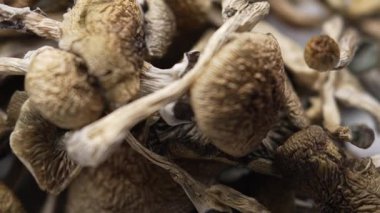 Entheojenler - Psilosibin mantarlarına yakın plan Altın Öğretmen