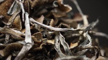 Psilosibin mantarları Altın Öğretmen, yakın plan.