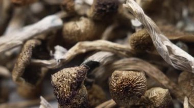 Psilosibin mantarları Altın Öğretmen, yakın plan.