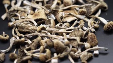 Psilosibin mantarları Altın Öğretmen, yakın plan.