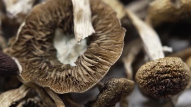 Psilosibin mantarları Altın Öğretmen, yakın plan.