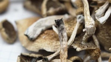 Psilosibin mantarları Altın Öğretmen, yakın plan.