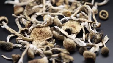 Psilosibin mantarları Altın Öğretmen, yakın plan.