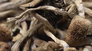 Psilosibin mantarları Altın Öğretmen, yakın plan.