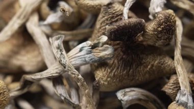 Psilosibin mantarları Altın Öğretmen, yakın plan.