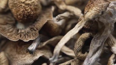 Psilosibin mantarları Altın Öğretmen, yakın plan.