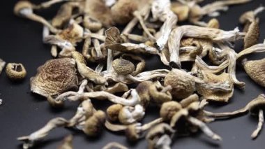 Psilosibin mantarları Altın Öğretmen, yakın plan.