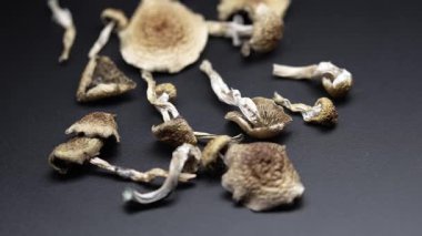 Psilosibin mantarları Altın Öğretmen, yakın plan.