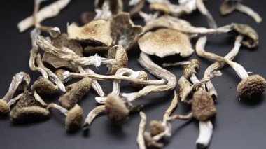 Psilosibin mantarları Altın Öğretmen, yakın plan.