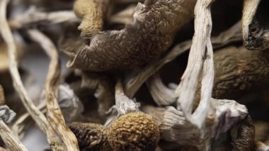 Psilosibin mantarları Altın Öğretmen, yakın plan.