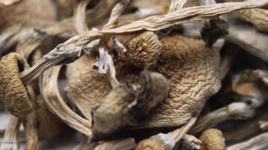 Psilosibin mantarları Altın Öğretmen, yakın plan.