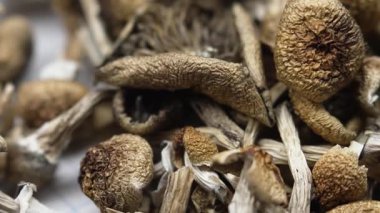 Psilosibin mantarları Altın Öğretmen, yakın plan.