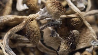 Psilosibin mantarları Altın Öğretmen, yakın plan.