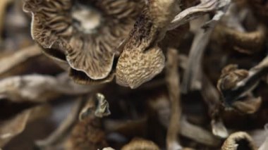 Psilosibin mantarları Altın Öğretmen, yakın plan.