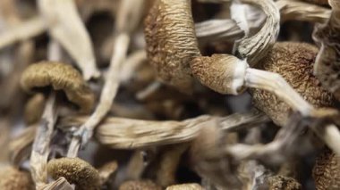 Psilosibin mantarları Altın Öğretmen, yakın plan.