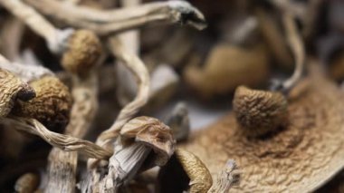 Psilosibin mantarları Altın Öğretmen, yakın plan.