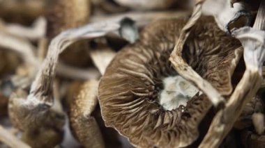 Psilosibin mantarları Altın Öğretmen, yakın plan.