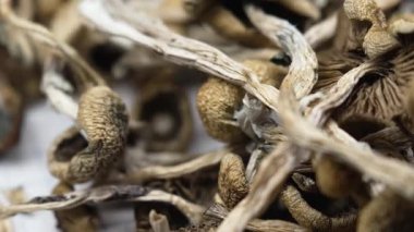 Psilosibin mantarları Altın Öğretmen, yakın plan.