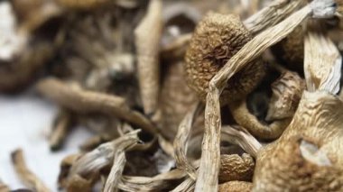 Psilosibin mantarları Altın Öğretmen, yakın plan.