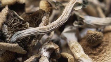 Psilosibin mantarları Altın Öğretmen, yakın plan.