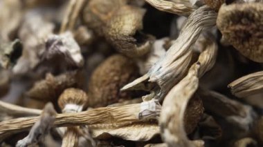 Psilosibin mantarları Altın Öğretmen, yakın plan.