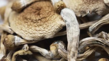 Psilosibin mantarları Altın Öğretmen, yakın plan.