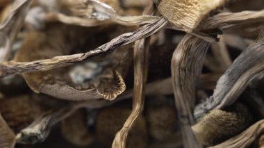 Psilosibin mantarları Altın Öğretmen, yakın plan.