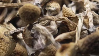 Kurutulmuş psilosibin mantarları Altın Öğretmen, yakın plan.