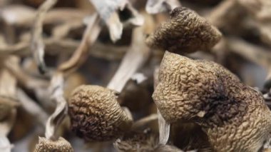 Sihirli mantarlar - kurutulmuş psilosibin mantarları Altın Öğretmen