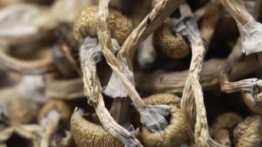 Sihirli mantarlar - kurutulmuş psilosibin mantarları Altın Öğretmen