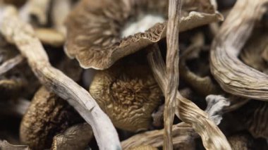 Sihirli mantarlar - kurutulmuş psilosibin mantarları Altın Öğretmen