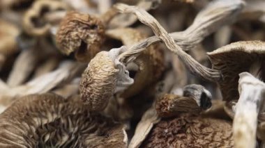 Sihirli mantarlar - kurutulmuş psilosibin mantarları Altın Öğretmen