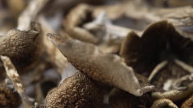 Sihirli mantarlar - kurutulmuş psilosibin mantarları Altın Öğretmen