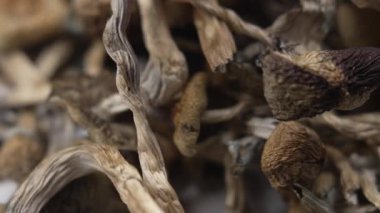 Sihirli mantarlar - kurutulmuş psilosibin mantarları Altın Öğretmen