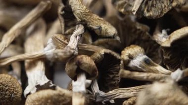 Sihirli mantarlar - kurutulmuş psilosibin mantarları Altın Öğretmen