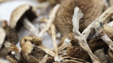 Sihirli mantarlar - kurutulmuş psilosibin mantarları Altın Öğretmen