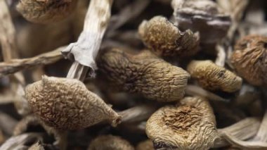 Sihirli mantarlar - kurutulmuş psilosibin mantarları Altın Öğretmen