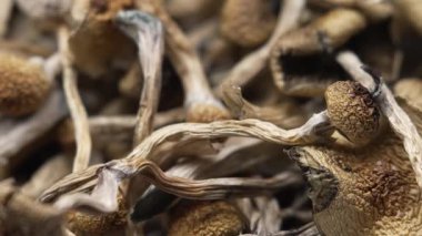 Sihirli mantarlar - kurutulmuş psilosibin mantarları Altın Öğretmen