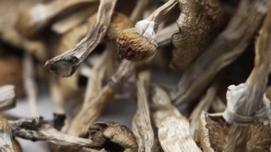 Sihirli mantarlar - kurutulmuş psilosibin mantarları Altın Öğretmen