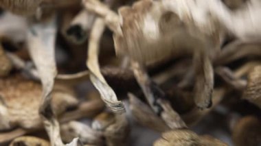 Sihirli mantarlar - kurutulmuş psilosibin mantarları Altın Öğretmen