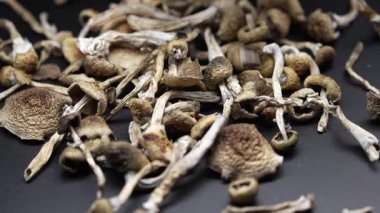 Sihirli mantarlar - kurutulmuş psilosibin mantarları Altın Öğretmen