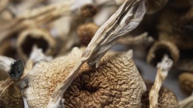 Sihirli mantarlar - kurutulmuş psilosibin mantarları Altın Öğretmen