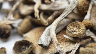 Sihirli mantarlar - kurutulmuş psilosibin mantarları Altın Öğretmen